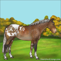 Horse Color:Silver Buckskin Sabino Blanket Rabicano 