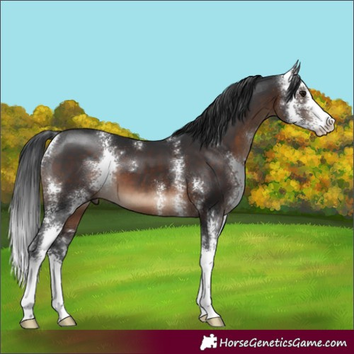 Horse Color:Brown Sabino 