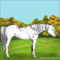 Horse Color:Smoky Black Sabino