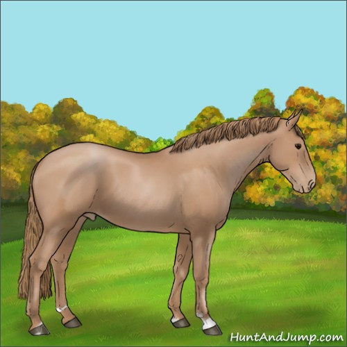 Horse Color:Black Pearl Sabino 