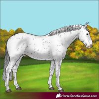 Horse Color:Black Sabino 