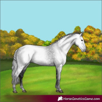 Horse Color:Gray Black 