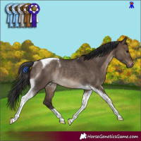 Horse Color:Brown Dun Tobiano Rabicano