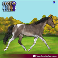 Horse Color:Brown Dun Tobiano Rabicano