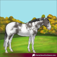 Horse Color:White Spotted Grullo Tobiano Frame Rabicano