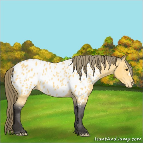 Horse Color:Buckskin Appaloosa 