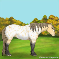 Horse Color:Buckskin Appaloosa 