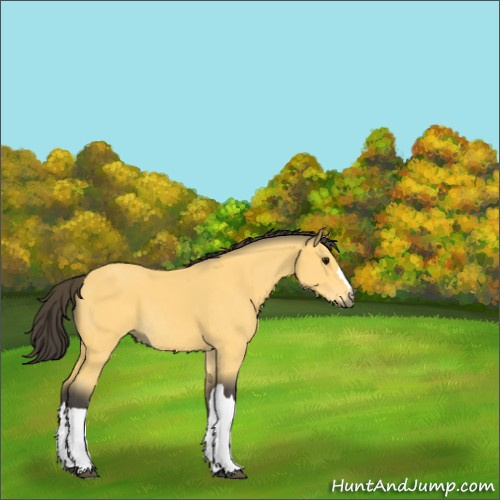 Horse Color:Buckskin 