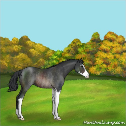 Horse Color:Brown Sabino Rabicano