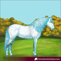 Horse Color:Gray Thunderstruck Blue Roan 