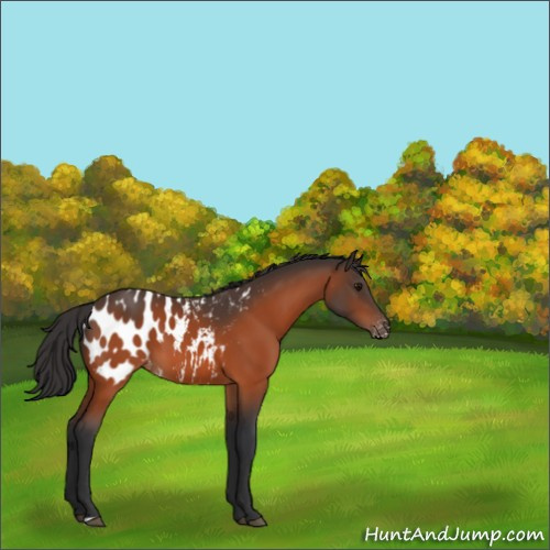 Horse Color:Bay Appaloosa