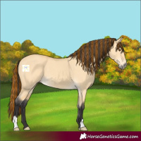 Horse Color:Painted Buckskin Dun 