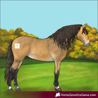 Horse Color:Buckskin