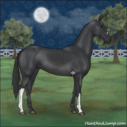 Horse Color:Black 