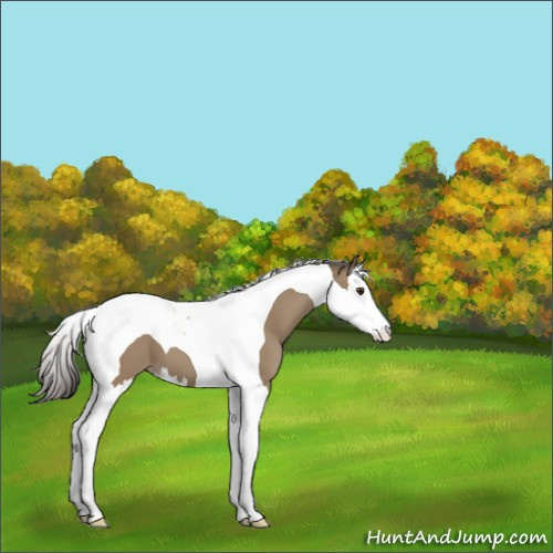 Horse Color:Classic Champagne Splash Tobiano 
