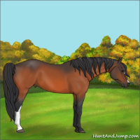 Horse Color:Brown 