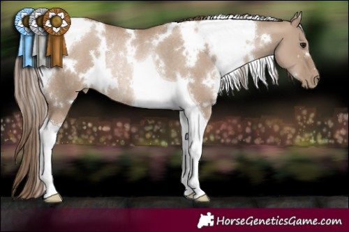 Horse Color:White Spotted Grullo Pearl Tobiano Rabicano