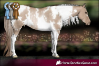 Horse Color:White Spotted Grullo Pearl Tobiano Rabicano 