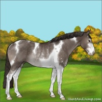 Horse Color:Liver Chestnut Sabino Tobiano Rabicano
