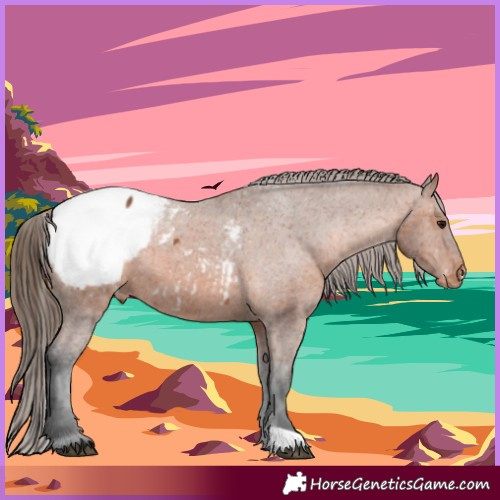 Horse Color:Bay Appaloosa 