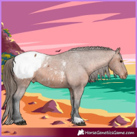 Horse Color:Bay Appaloosa