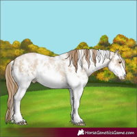 Horse Color:Grullo Pearl Sabino 