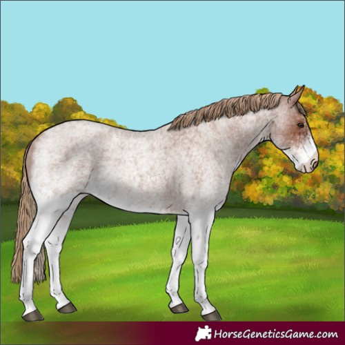 Horse Color:White Spotted Red Roan 