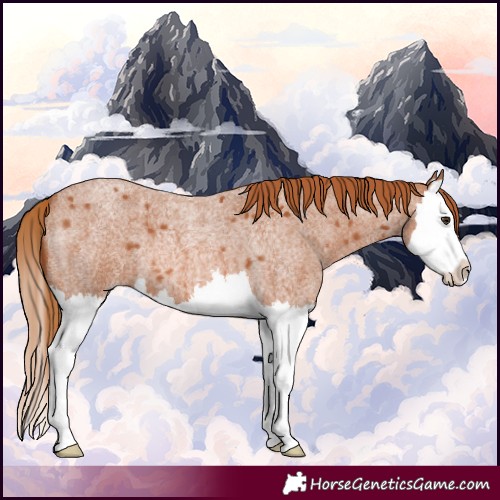 Horse Color:Red Roan Splash 
