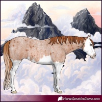 Horse Color:Red Roan Splash