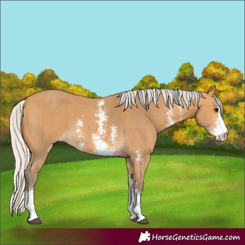 Horse Color:Silver Buckskin Sabino 