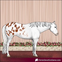Horse Color:Silver Bay Appaloosa 
