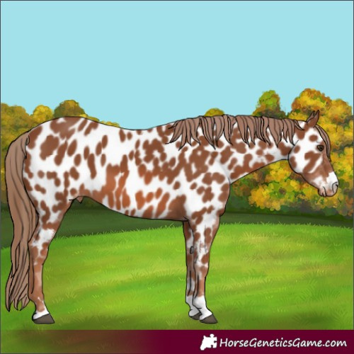 Horse Color:Chestnut Near Leopard 