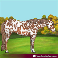 Horse Color:Chestnut Near Leopard