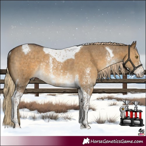 Horse Color:Chocolate Palomino Dun Sabino Tobiano Rabicano 