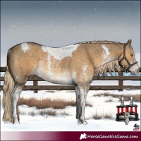 Horse Color:Chocolate Palomino Dun Sabino Tobiano Rabicano