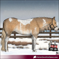 Horse Color:Chocolate Palomino Dun Sabino Tobiano Rabicano
