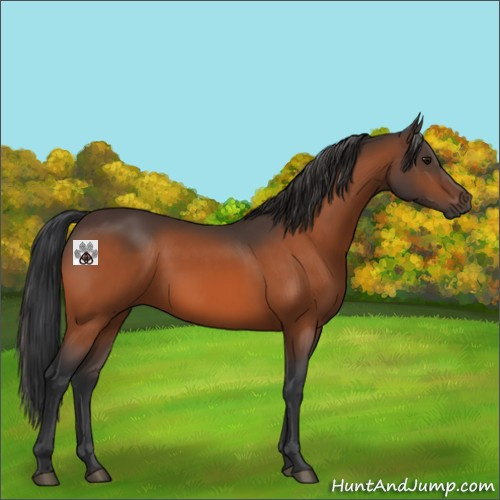 Horse Color:Bay Rabicano 