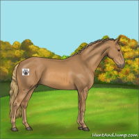 Horse Color:Chestnut Rabicano 