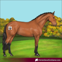 Horse Color:Bay Rabicano 