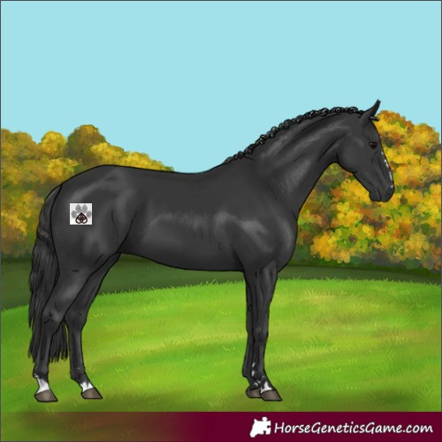 Horse Color:Black 