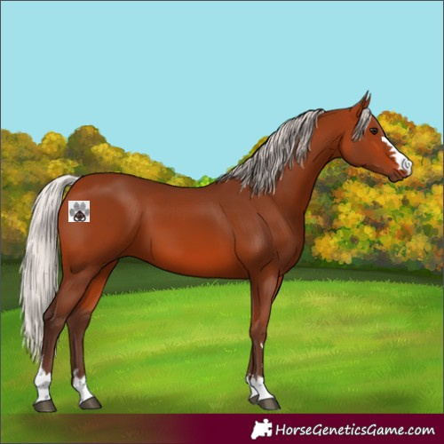 Horse Color:Silver Bay 