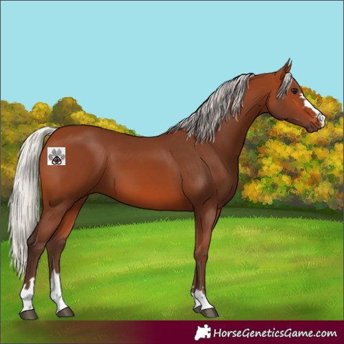 Horse Color:Silver Bay 