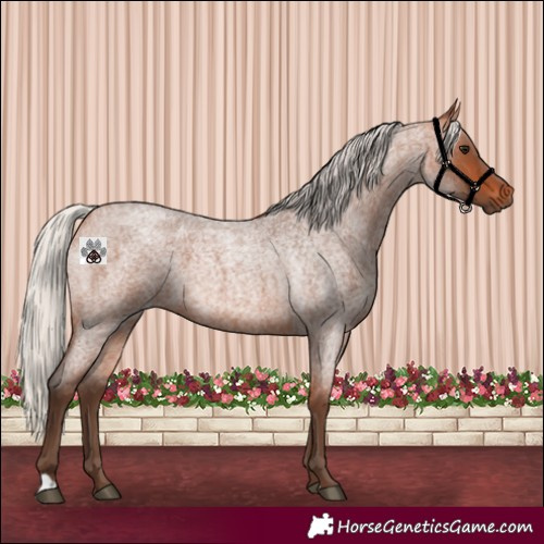 Horse Color:Silver Bay Roan 