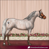Horse Color:Silver Bay Roan 