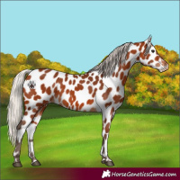 Horse Color:Silver Bay Appaloosa 