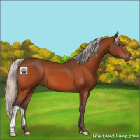 Horse Color:Silver Bay 