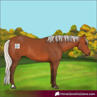 Horse Color:Silver Bay 