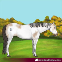 Horse Color:White Spotted Bay Dun Frame 