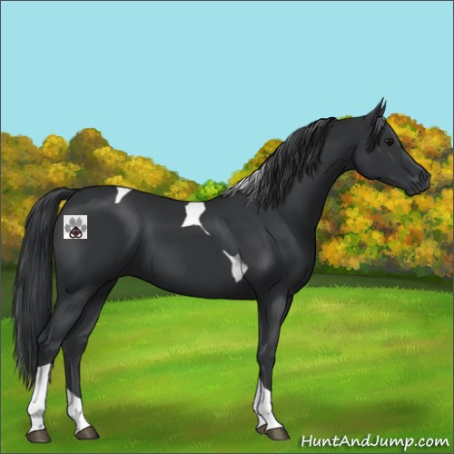 Horse Color:Black Tobiano 