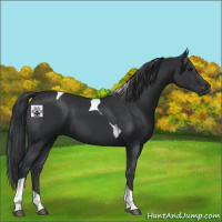 Horse Color:Black Tobiano 